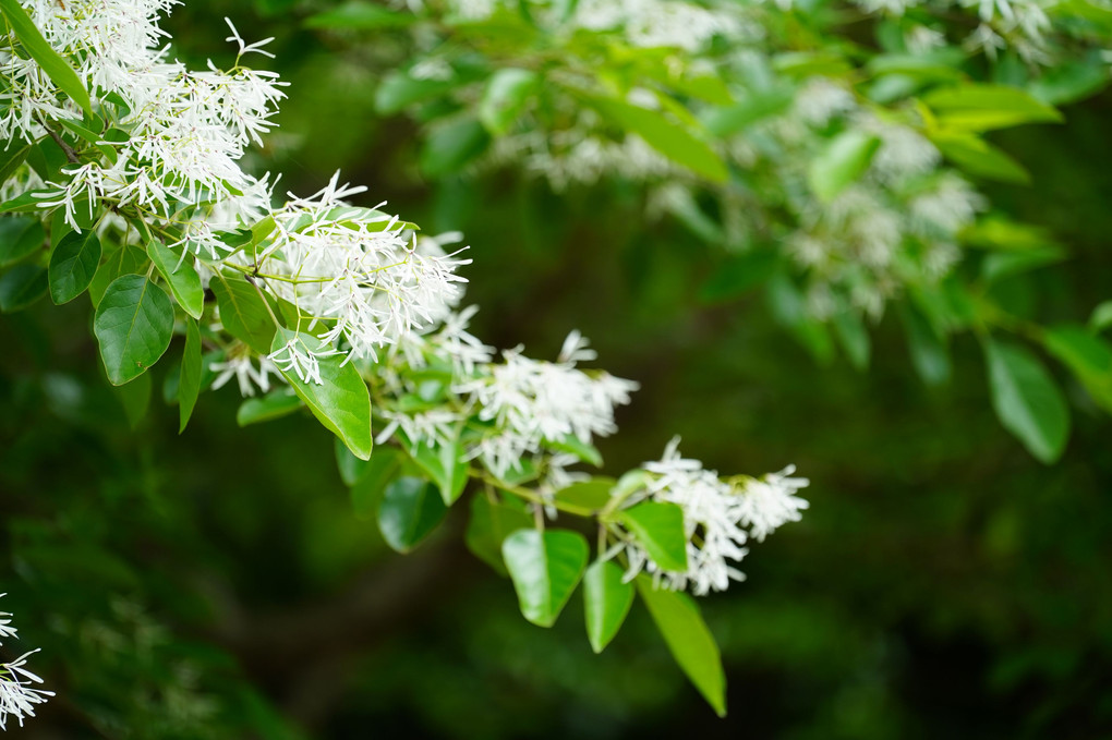 モクセイ科…ヒトツバタゴの花