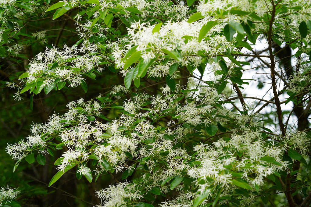 モクセイ科…ヒトツバタゴの花