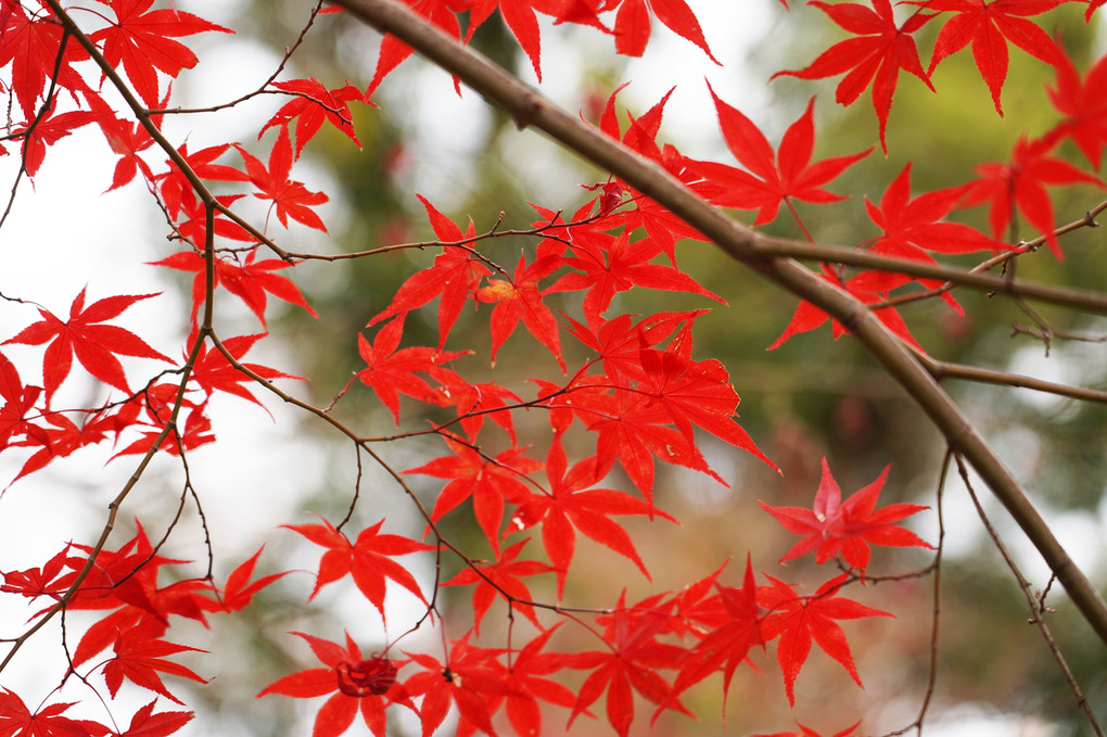 初冬の植物園…紅葉もそろそろ最終章