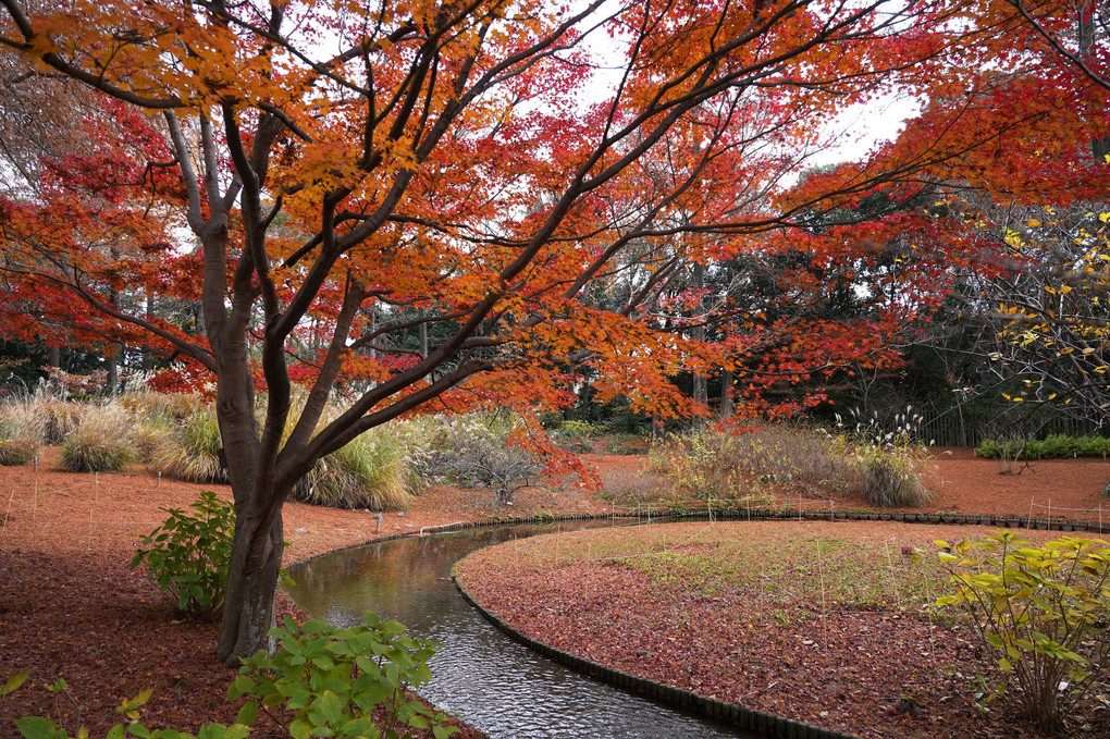 初冬の植物園…紅葉もそろそろ最終章