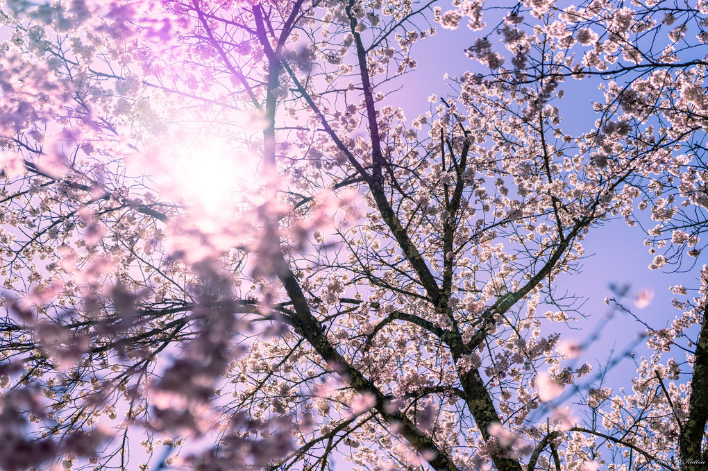 忍野の春