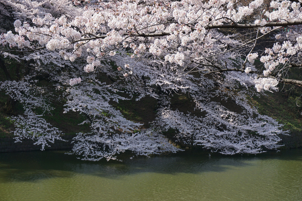 春・・・桜