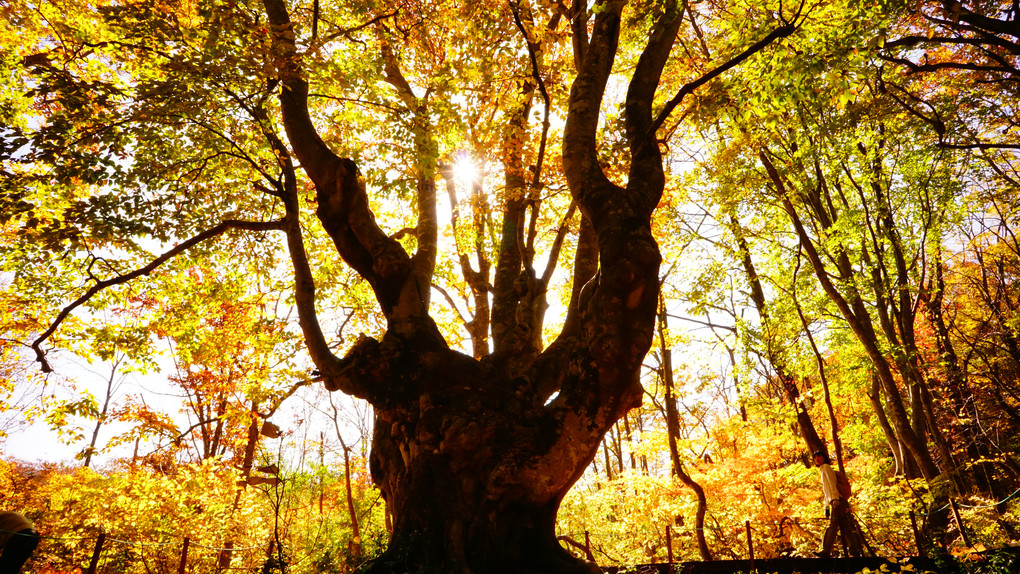 樹齢三百年のぶなの巨木