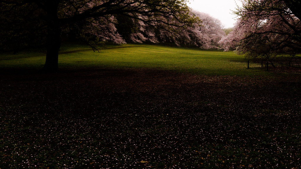 Tokyo snapshot－桜のゴルフコース－