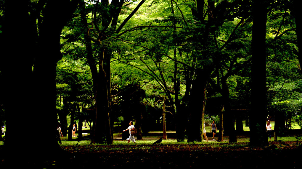 Tokyo snapshot - 代々木公園 -