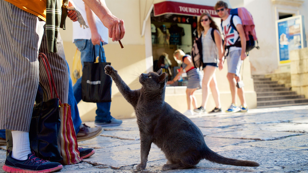 クロアチアでネコ歩き１