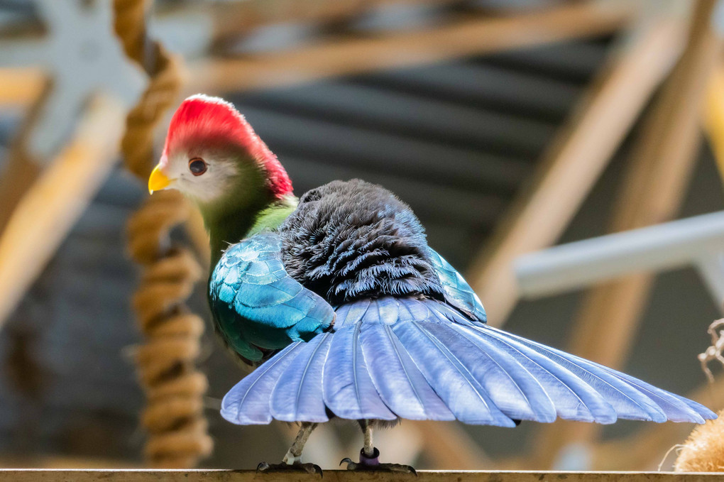 ニフレルの鳥たち Non Noさん Acafe Aの写真投稿サイト ソニー ニフレルの鳥たち Non Noさん Acafe Aの写真投稿サイト ソニー