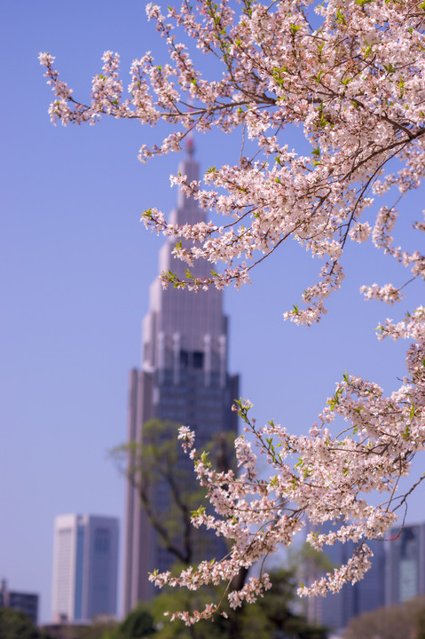 chelseaさんと桜を楽しむ！
