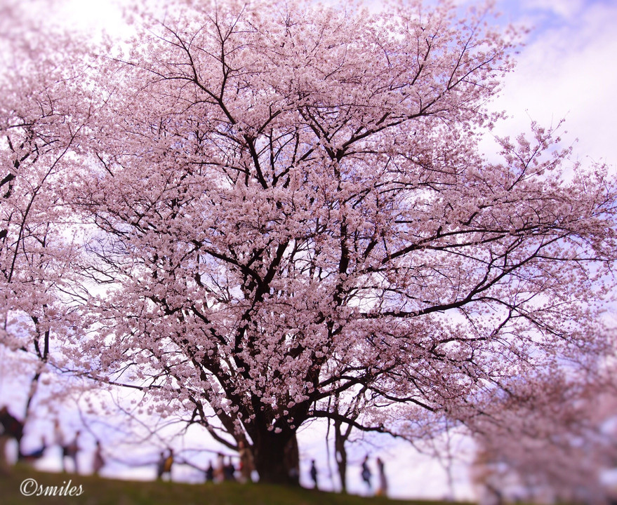 思い思いの桜を愛でる