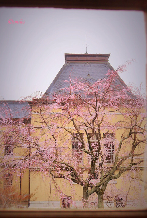 京都府庁    窓から観る桜