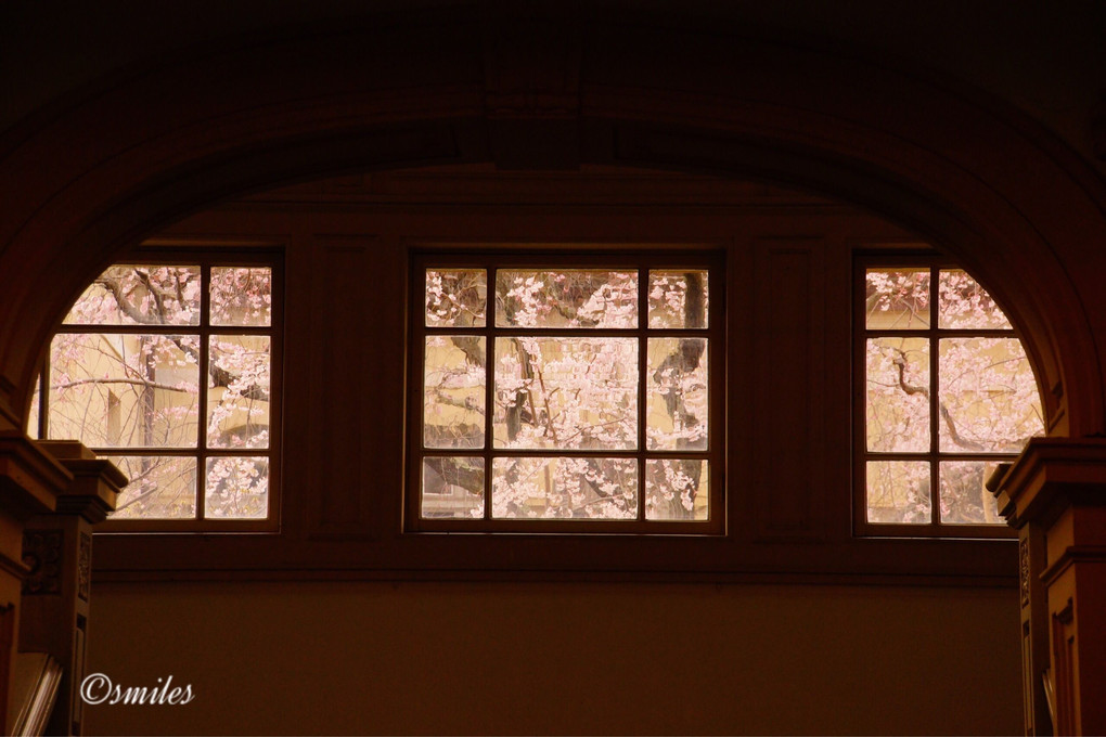 京都府庁    窓から観る桜