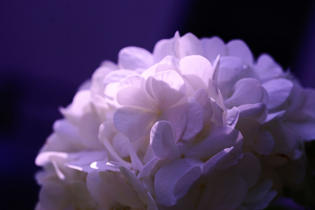 白い花たちの共演