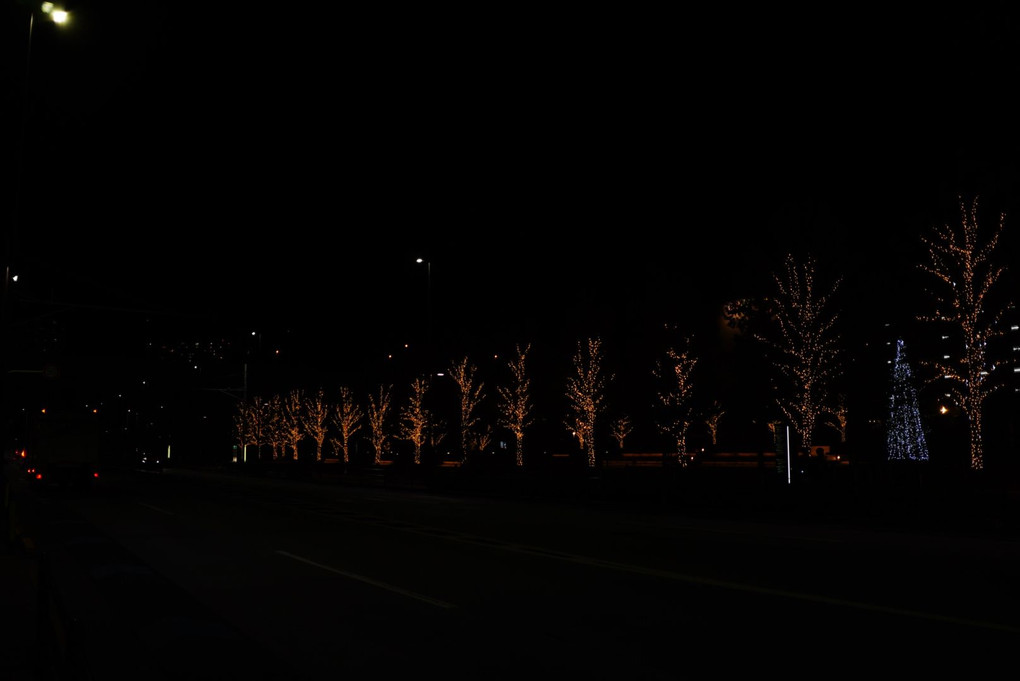 灯りを纏う木々