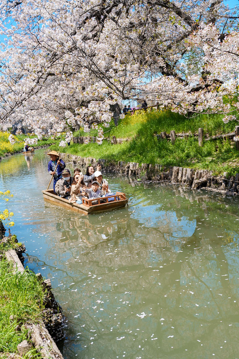桜舞い散る舟遊び