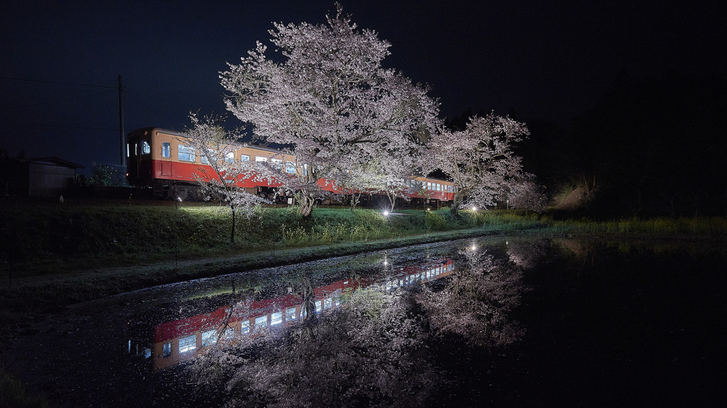 飯給駅　満開の夜桜