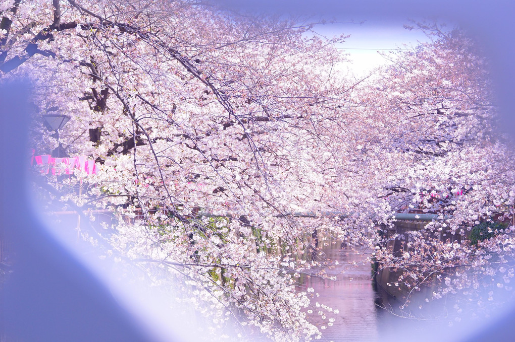 桜色を撮る＠目黒川