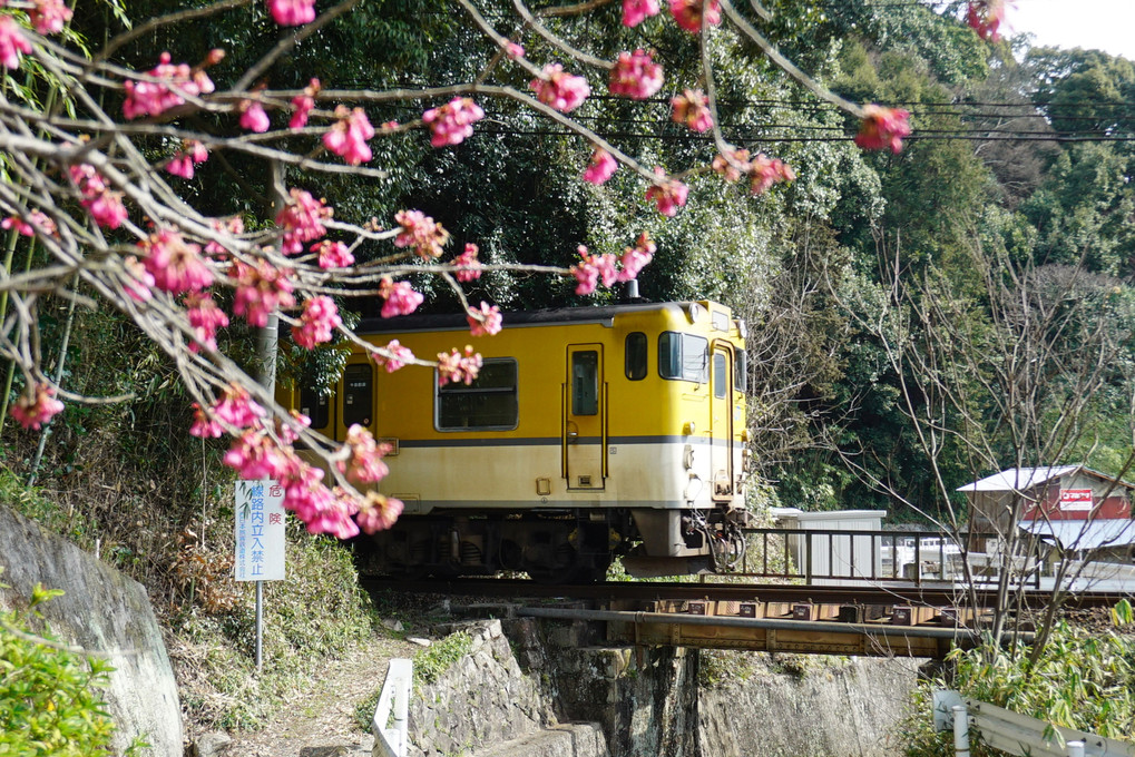 トンネルと芸備線～桜にはツートンカラーが良く似合う♪～