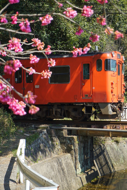 トンネルと芸備線～桜にはツートンカラーが良く似合う♪～