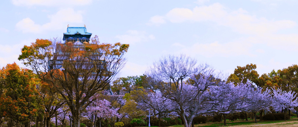 大阪城🌸桜