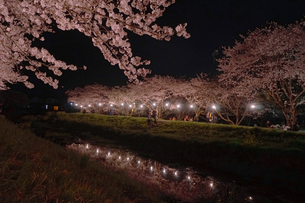 夜桜に挑戦！