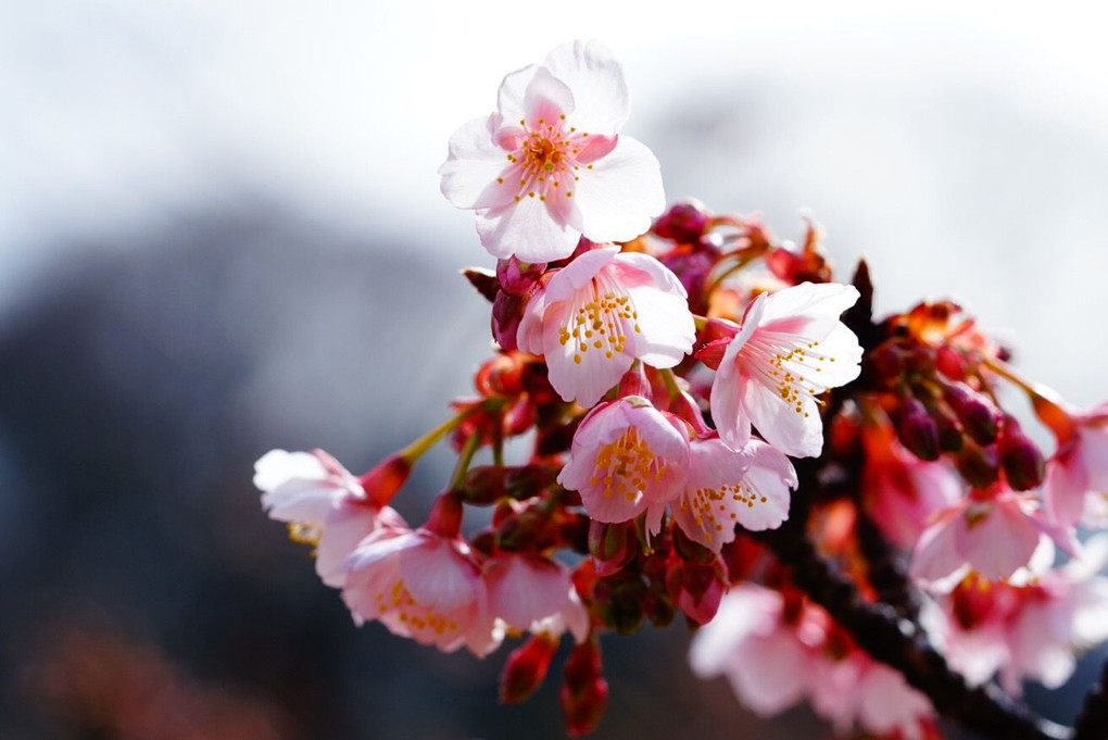 小石川寒桜