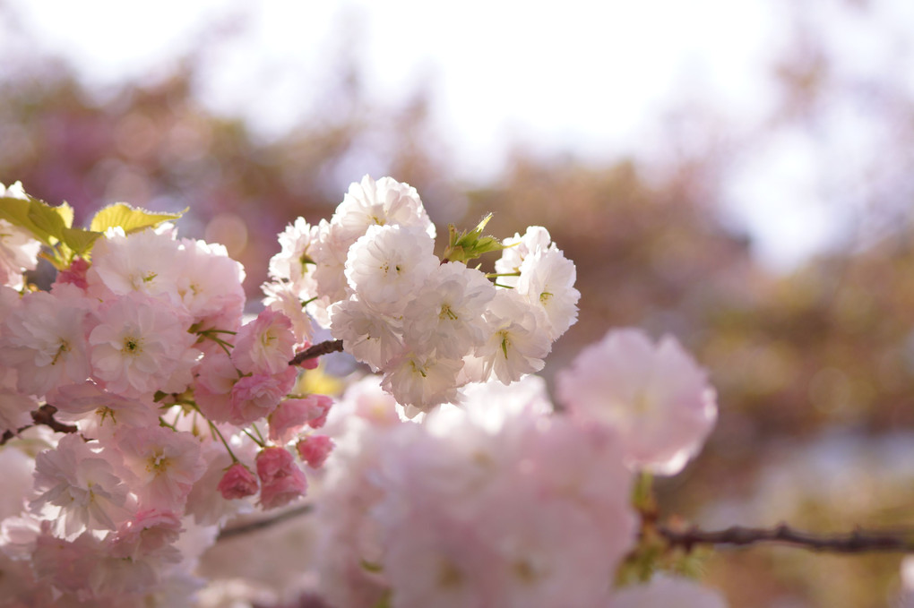 八重桜満開！