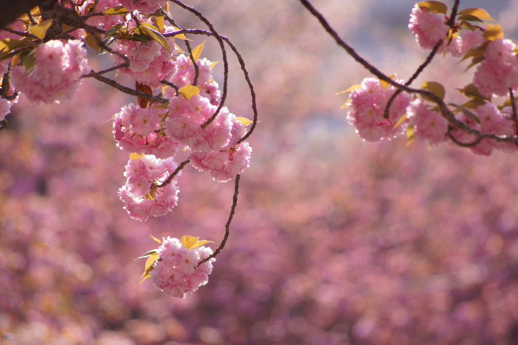 八重桜満開！