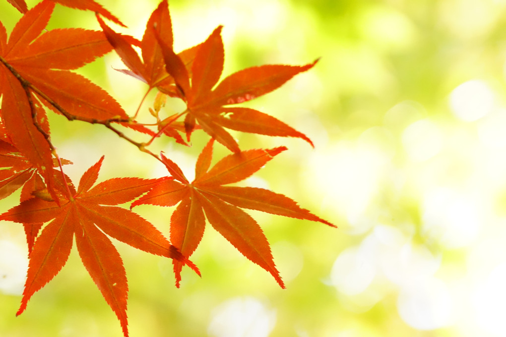 体験撮影会　札幌　豊平公園の紅葉を印象的に撮る～に参加して