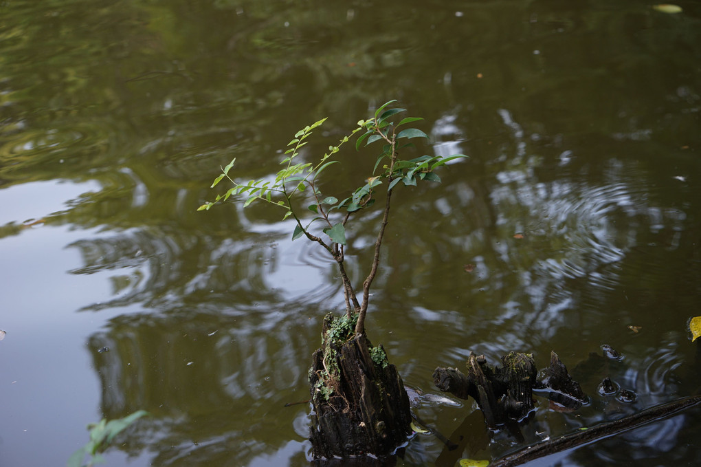 池の木の杭は盆栽の世界