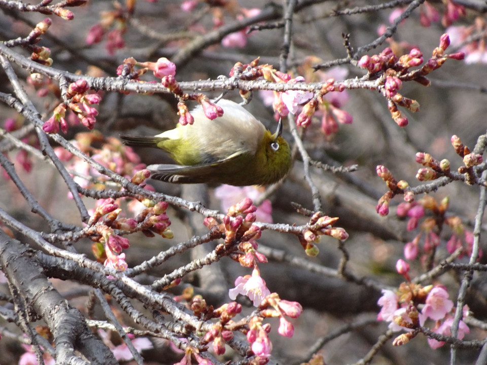 早咲き桜に目白