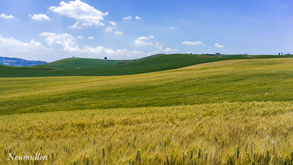 オルチャ渓谷の麦畑