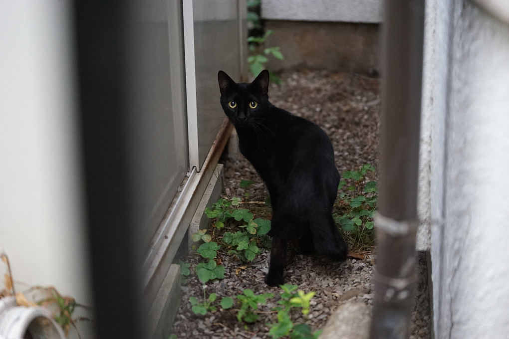 狭間の黒猫