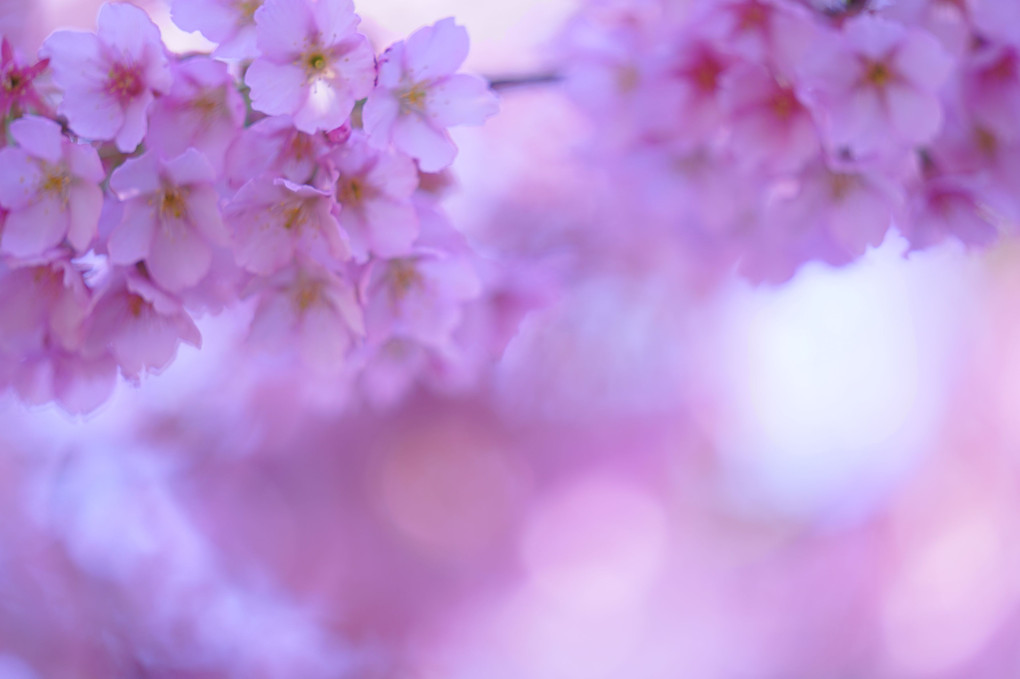桜色を撮る