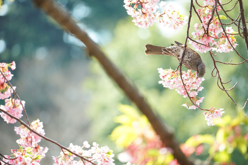 桜色を撮る