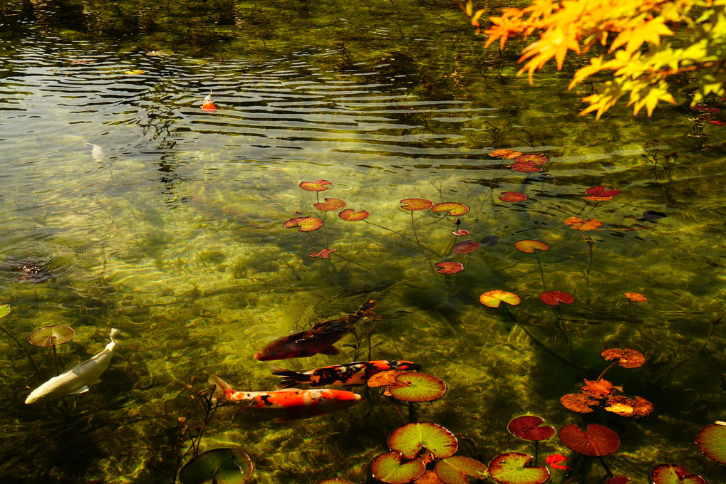 モネの池に紅葉の訪れ…♪♪