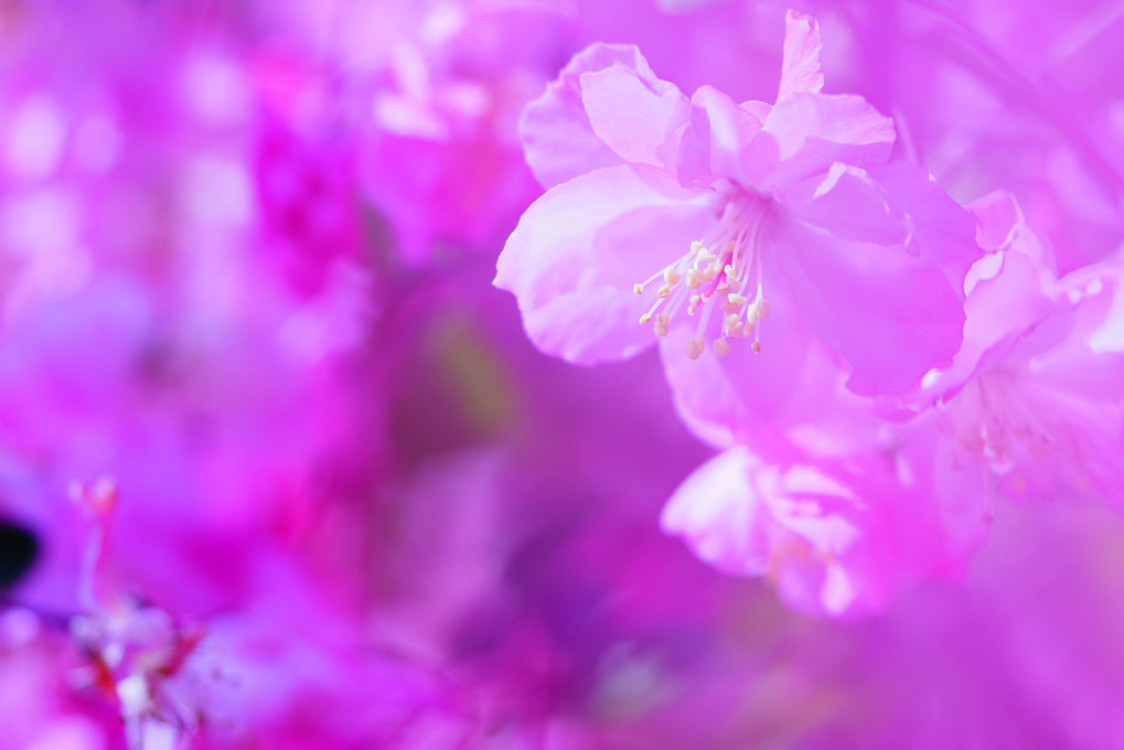庭に咲く　桜の従妹　海棠や 🌸