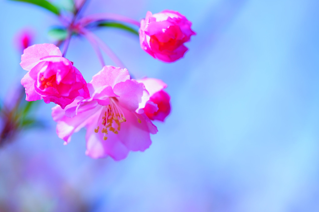 庭に咲く　桜の従妹　海棠や 🌸