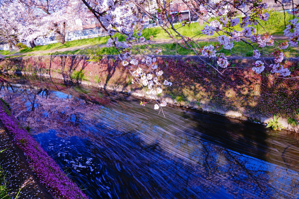 春うらら　桜堤に　花筏 🌸