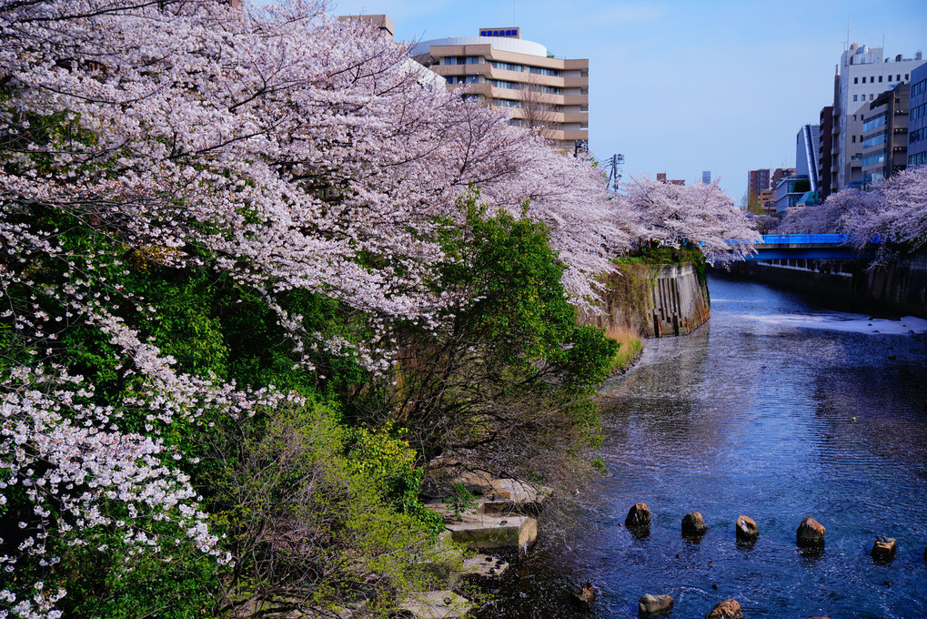 はるうらら　目黒川にて　桜見る 🌸