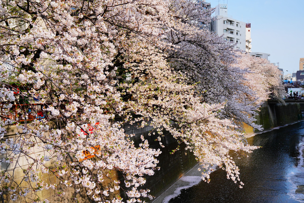 はるうらら　目黒川にて　桜見る 🌸