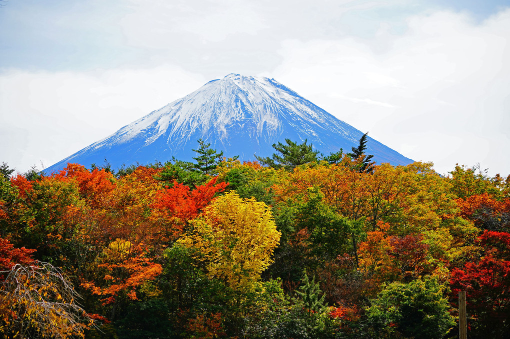 富士山と紅葉 ♫