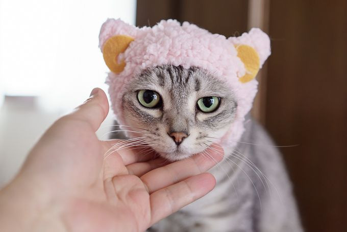 奇譚クラブの「かわいいねこひつじ」猫用帽子