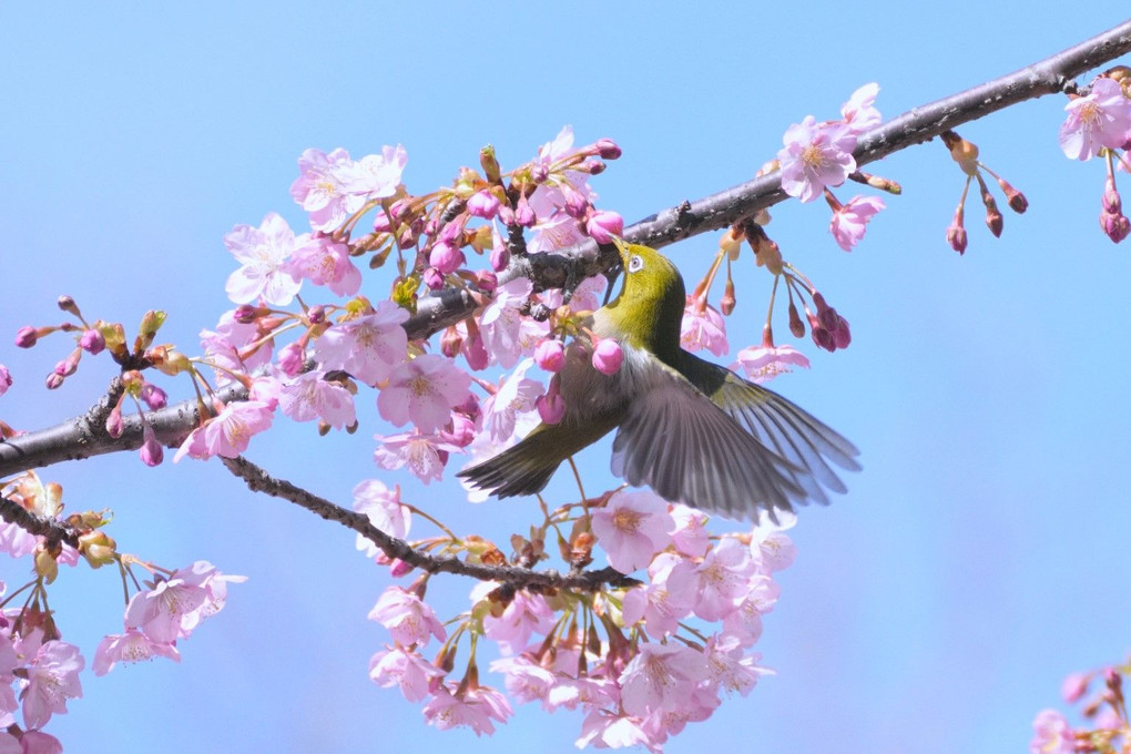 山田池公園　春の野鳥