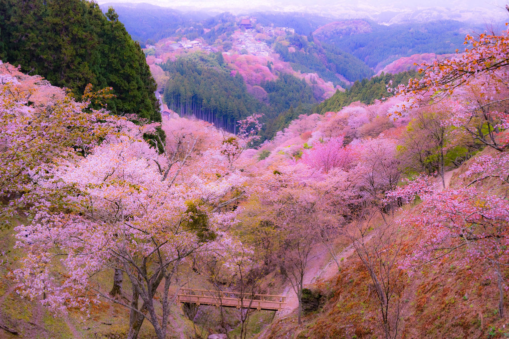 桜色に染まる吉野山