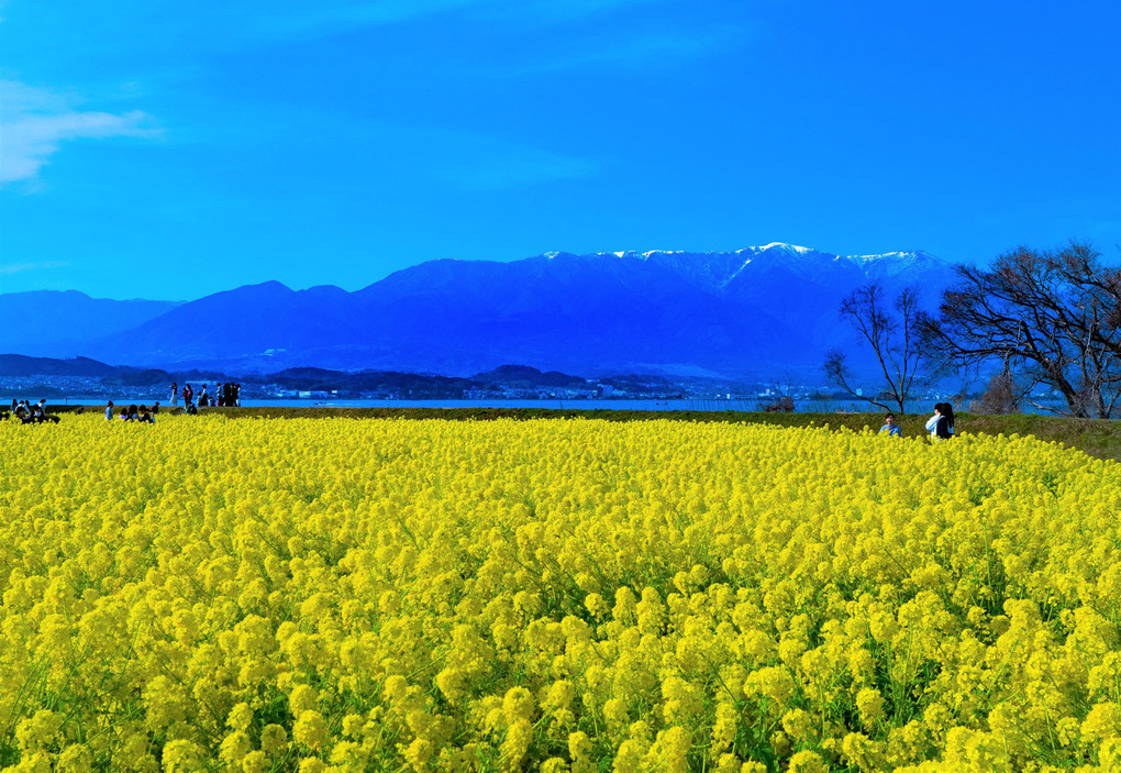 湖岸を飾る春の色　滋賀県フォトコン最優秀賞受賞