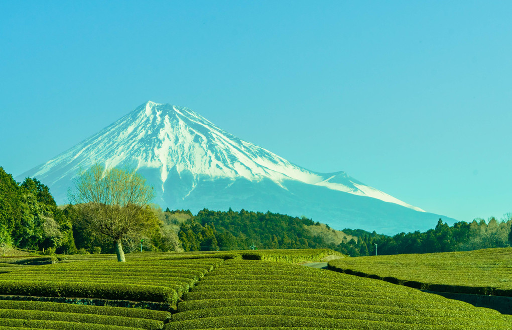 最高に手入れされた美しいお茶畑・・・・富士山に見守られて。