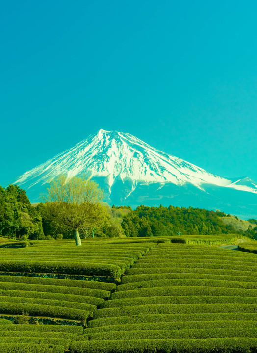 最高に手入れされた美しいお茶畑・・・・富士山に見守られて。