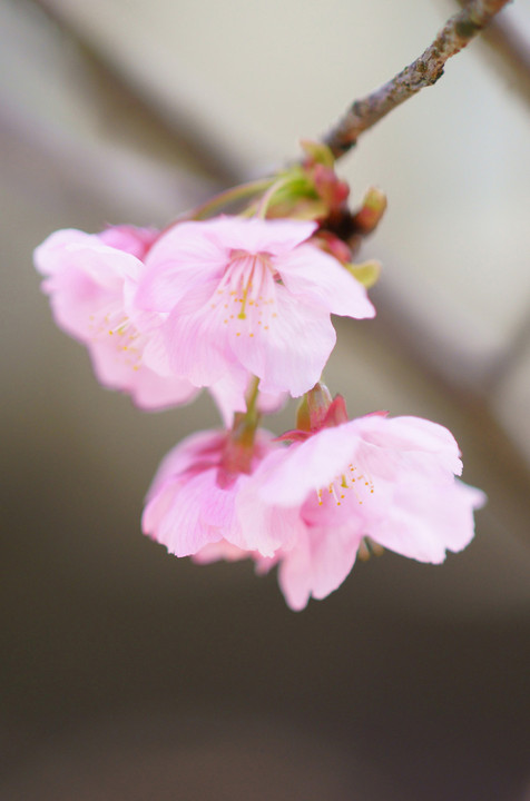 陽光桜の物語