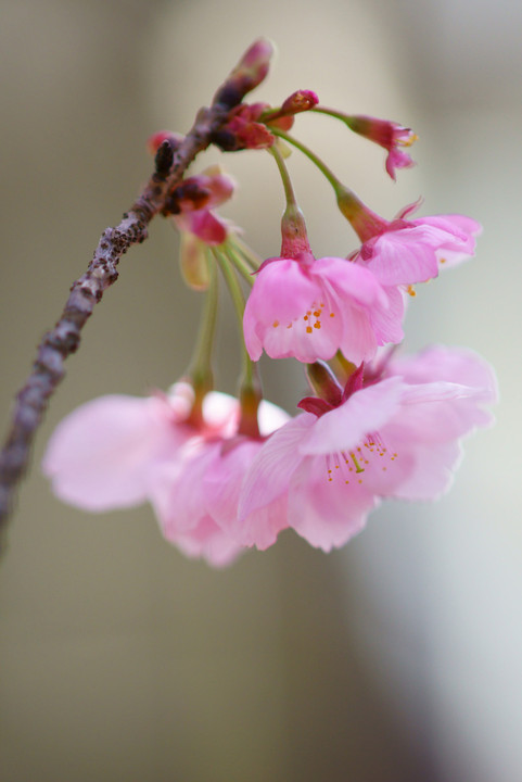 陽光桜の物語