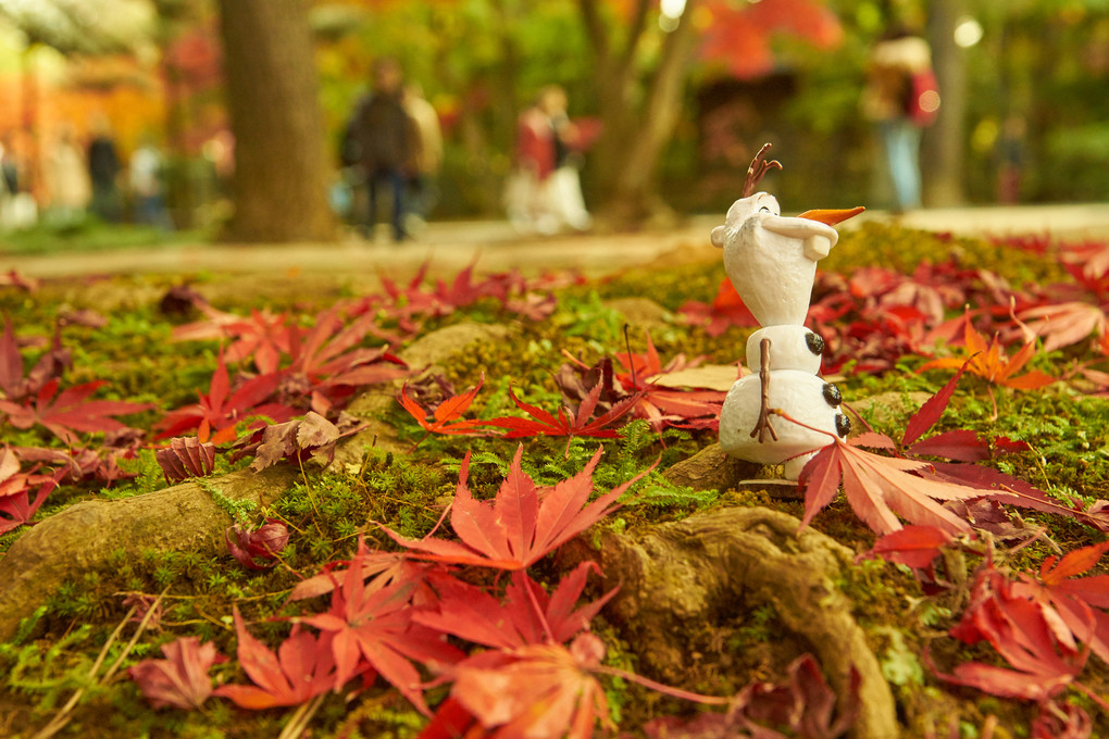 This is the 'FALL' ~OLAF~